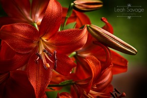 LSP_4391 lillies fb